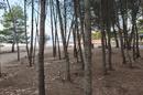 Vir, Pedinka 663 m² building plot 50 m from the sea. - 3