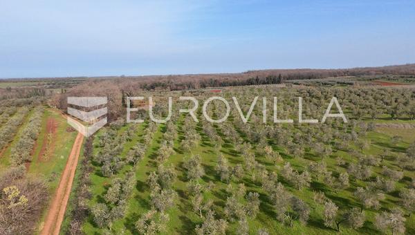 Brtonigla, zemědělská půda s olivovým hájem