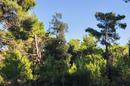 Vir, Pedinka, building plot of 664 m². - 4