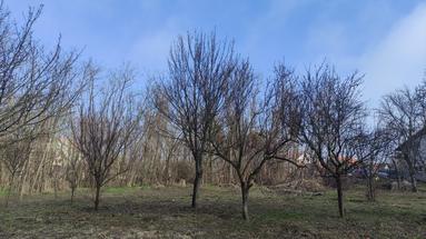 Vukovar, Mitnica/Vučedol, atrakcyjna działka budowlana z widokiem na Dunaj, 1847 m²
