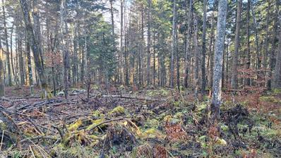 Bosiljevo, kmetijsko zemljišče 12800 m² ob avtocesti