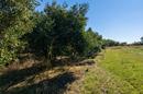 Skabrnja, Exklusiv Olivlund 2724 m² - En Ideal Investering - 2