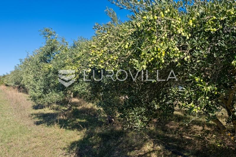 Skabrnja, Exklusiv Olivlund 2724 m² - En Ideal Investering - 4