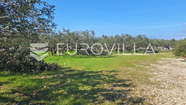 Šolta, Grohote, odlično održavan maslinik površine 2.422 m²