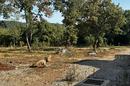 Istria, Grožnjan Area - Attractive Building Plot for a Villa Surrounded by Nature - 2