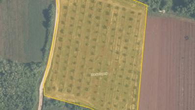 Istria, Torre (Tar), terreno agricolo con uliveto di 7628 m2