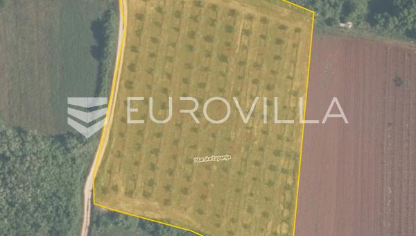 Ístria, Tar, terreno agrícola com olival de 7628 m2
