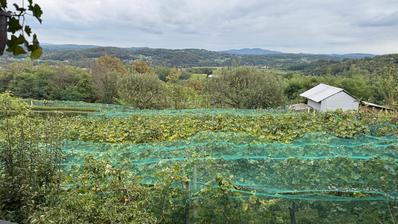 Duga Resa, Belavići, hiša 105 m2, vinograd, mirna lokacija
