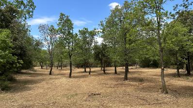 Istria, Peroj - attraente terreno agricolo vicino alla baia di Portic