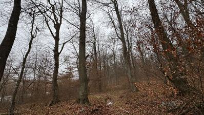 Levanjska Varoš, šume i zemljišta, ukupno cca 60 ha