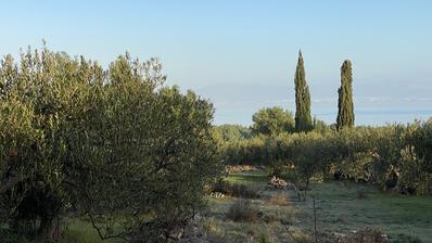 Brač, Mirca, poljoprivredno zemljište