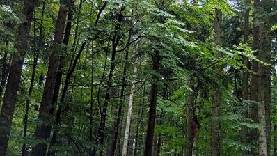 Vrbovsko, Lukovdol, šuma površine 31 000 m²