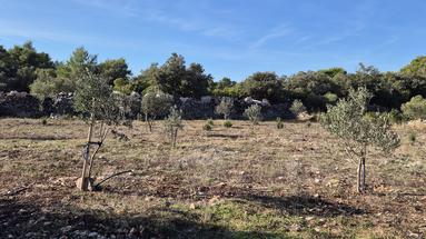 Šolta, Gornje Selo, poljoprivredno zemljište s maslinikom površine 2.653 m²