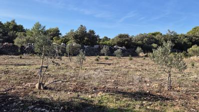 Solta, Grohote, mezőgazdasági terület olajligettel, 2.422 m²