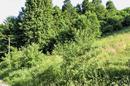 Mrkopalj, a beautiful 1,000 m² building land - 3