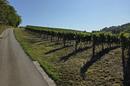 Istria, Motovun - toimiva viinitila viinitarhoilla ja tuotantokapasiteetilla - 3
