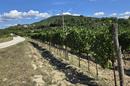 Istria, Motovun - toimiva viinitila viinitarhoilla ja tuotantokapasiteetilla - 1