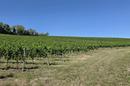 Istria, Motovun - toimiva viinitila viinitarhoilla ja tuotantokapasiteetilla - 4