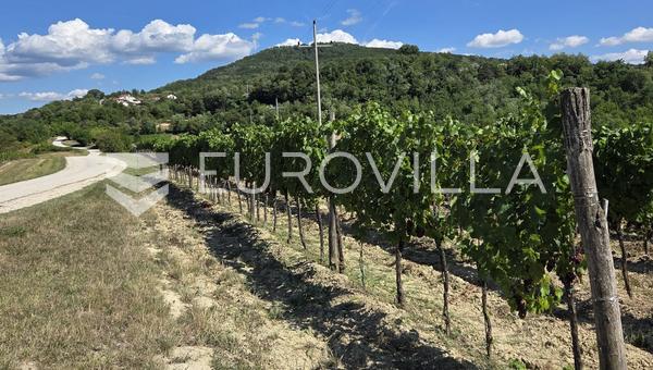 Istria, Motovun - toimiva viinitila viinitarhoilla ja tuotantokapasiteetilla