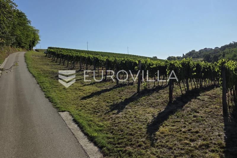 Istria, Motovun - toimiva viinitila viinitarhoilla ja tuotantokapasiteetilla - 3
