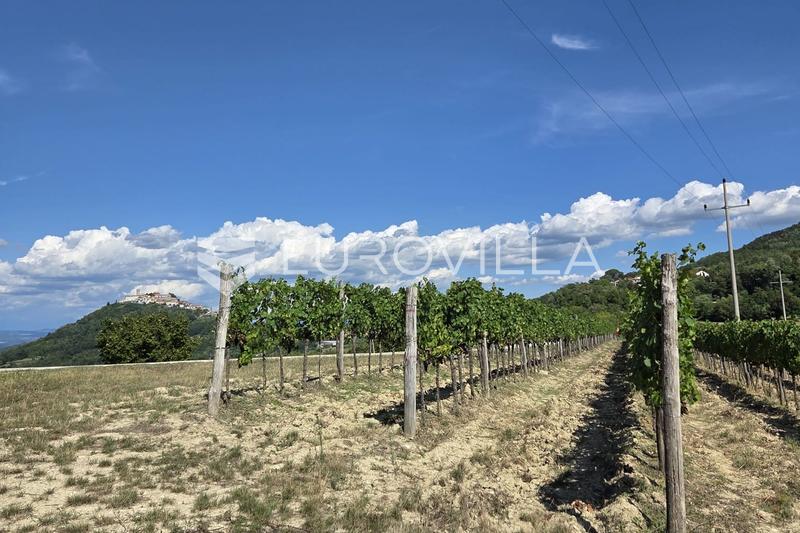 Istria, Motovun - toimiva viinitila viinitarhoilla ja tuotantokapasiteetilla - 2