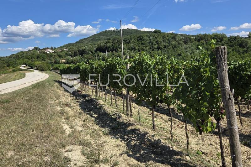 Istria, Motovun - toimiva viinitila viinitarhoilla ja tuotantokapasiteetilla - 1