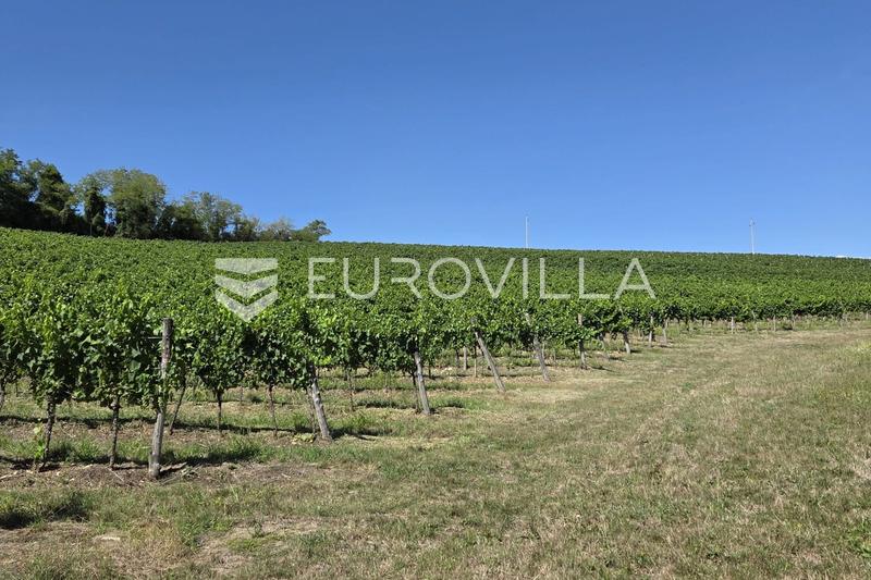Istria, Motovun - toimiva viinitila viinitarhoilla ja tuotantokapasiteetilla - 4