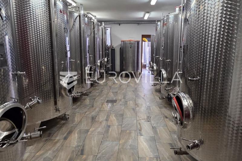 Istria, Motovun - toimiva viinitila viinitarhoilla ja tuotantokapasiteetilla - 6