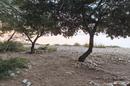 Vir, Pedinka, Seafront Plot 647 m² - 1