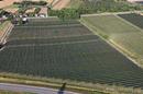 Darda, investment opportunity, operational apple orchard with building land, 16.3 ha - 4