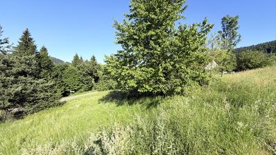 Ravna Gora, Stara Sušica, građevinsko zemljište 650 m² s direktnim pristupom cesti