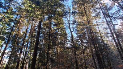 Vrbovsko, Lukovdol, poljoprivredno zemljište 31000 m², mogućnost gradnje