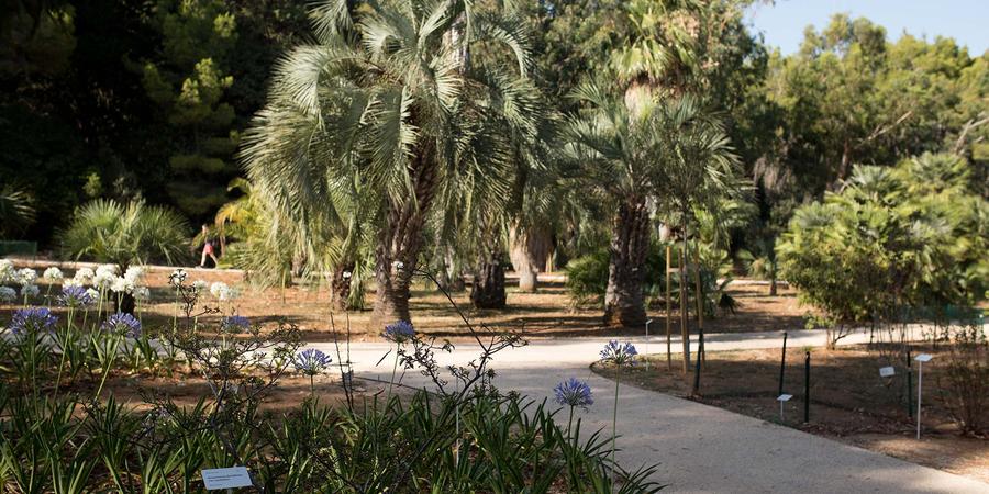 Araucaria